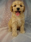 Female cockapoo Puppy for sale 40 Iowa cockapoo pups